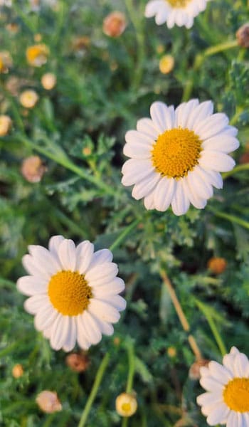 Primavera en el Residencial 2 Flores 1