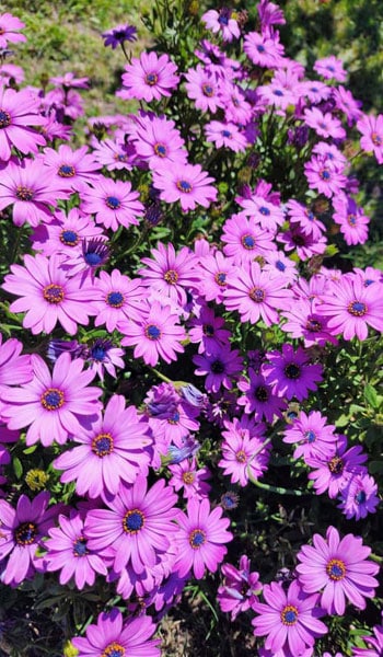 Primavera en el Residencial 3 Flores 2