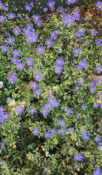 Primavera en el Residencial 4 Flores 3