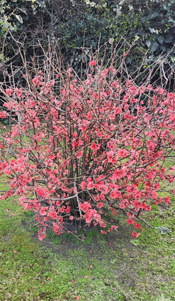 Primavera en el Residencial 5 Flores 4